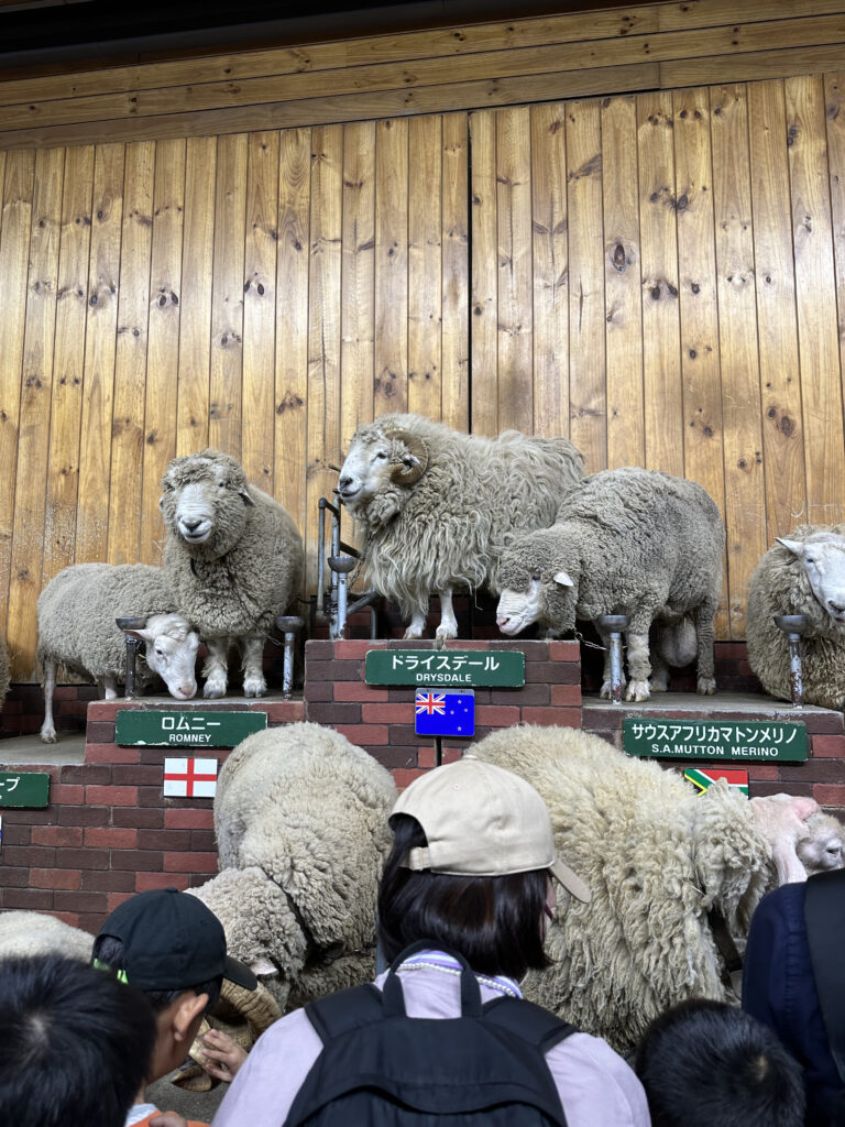 マザー牧場の羊たち