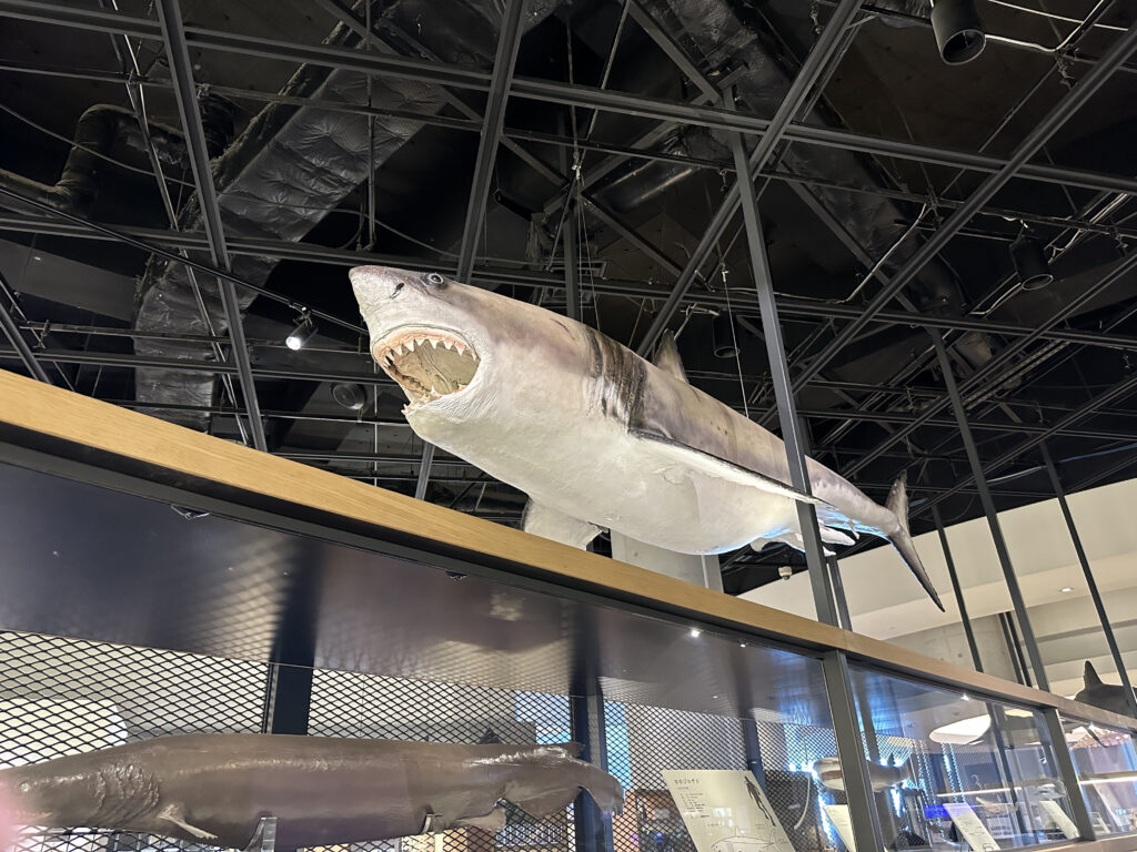 サメの標本の展示