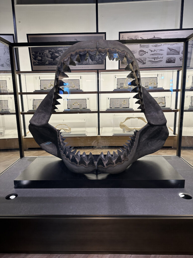 サメの標本の展示